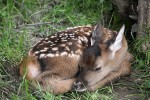 "Bambi (2729601564)" by Roberto Ferrari from Campogalliano (Modena), Italy - BambiUploaded by russavia. Licensed under CC BY-SA 2.0 via Wikimedia Commons - https://commons.wikimedia.org/wiki/File:Bambi_(2729601564).jpg#mediaviewer/File:Bambi_(2729601564).jpg